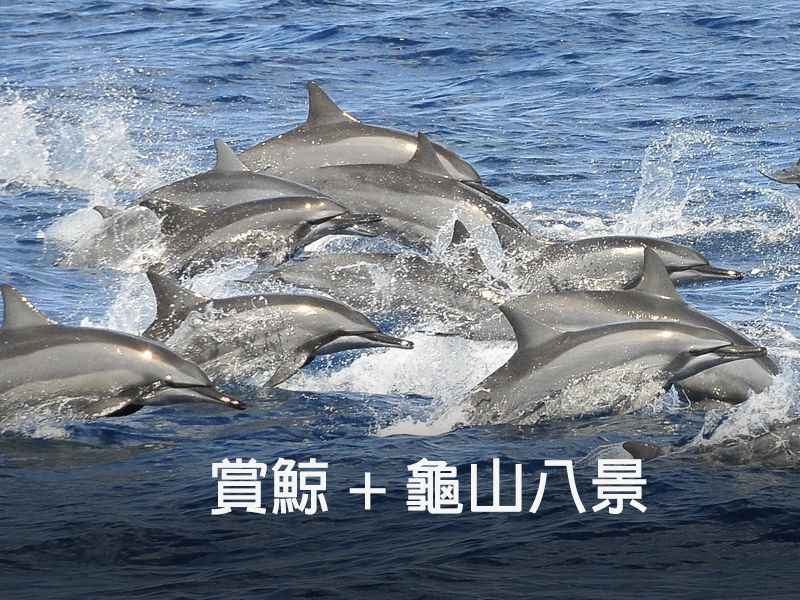 繞龜山島 + 賞鯨 (二合一)