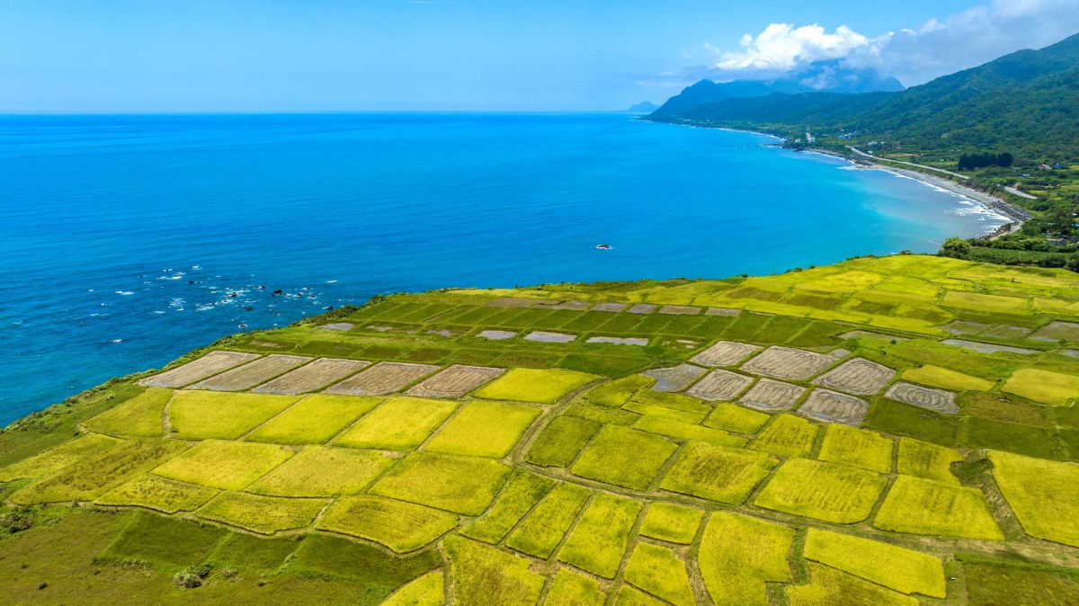 新社梯田層層稻浪向太平洋延伸的景色