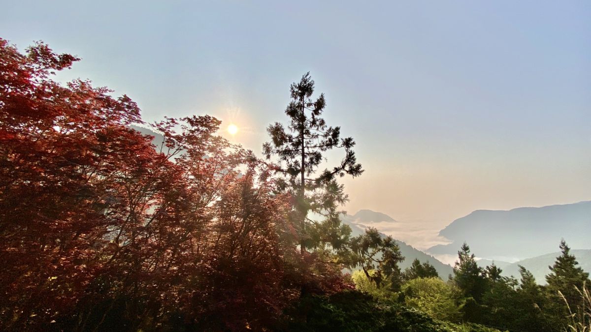 太平山中央階梯紫葉槭