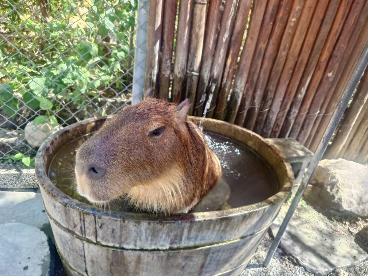 張美阿嬤農場 水豚