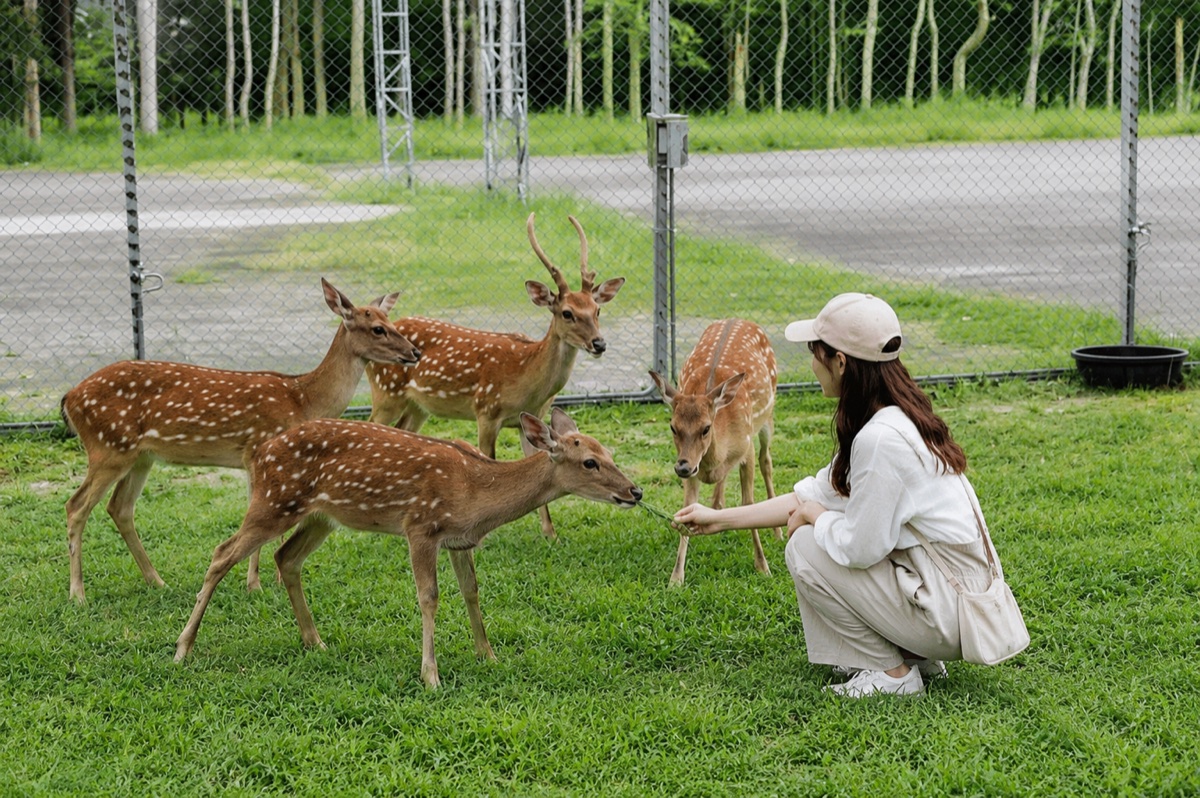 鹿野梅花鹿公園